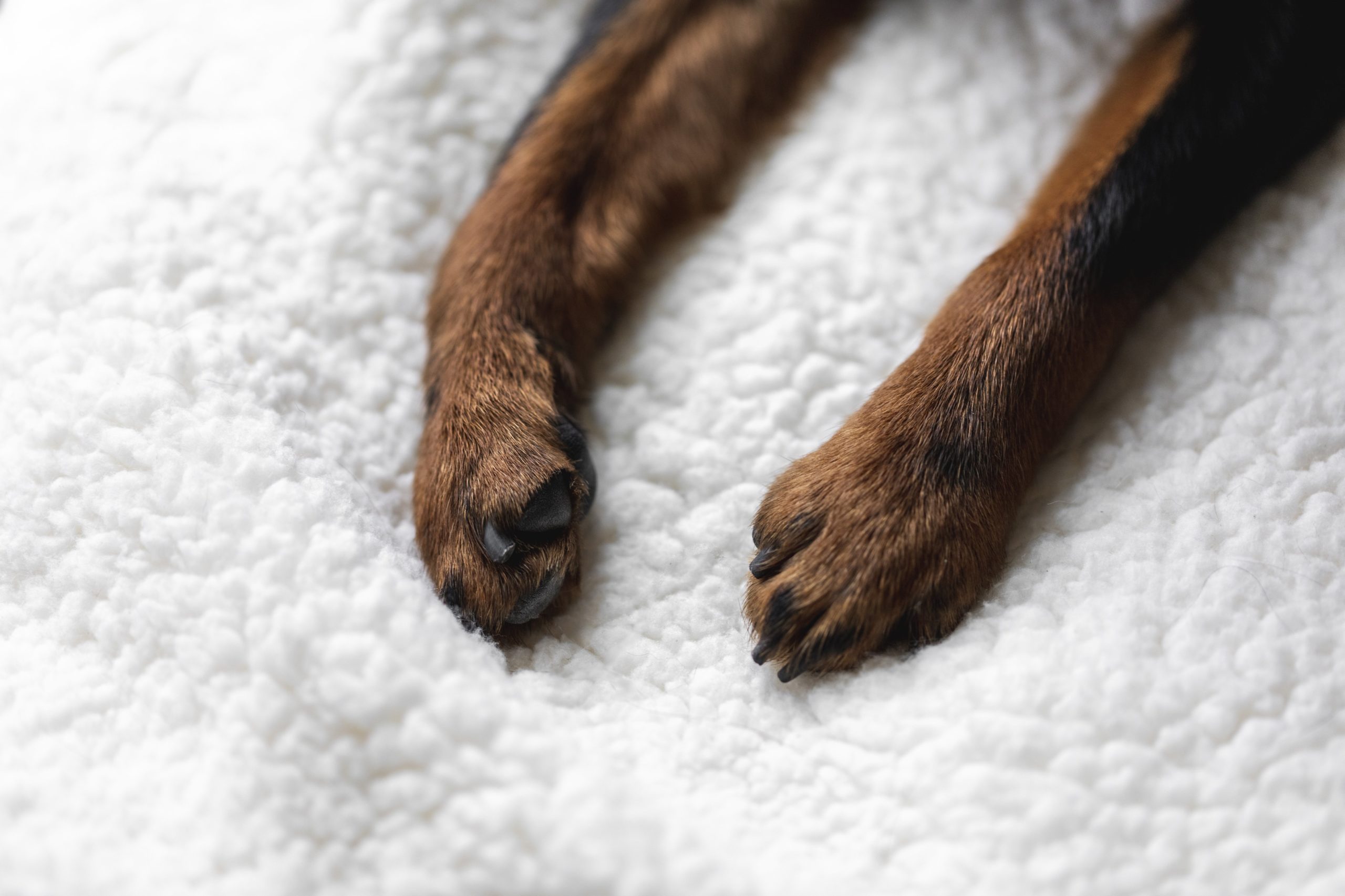 paws-of-a-puppy-on-a-soft-white-blanket
